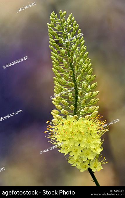 Foxtail lily (Eremurus) Stenophyllus, Foxtail Lily, Desert Candle, Asphodelaceae