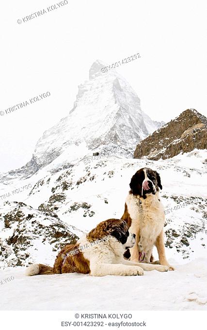 St. Bernardine dogs near Matterhorn. Swiss Alps