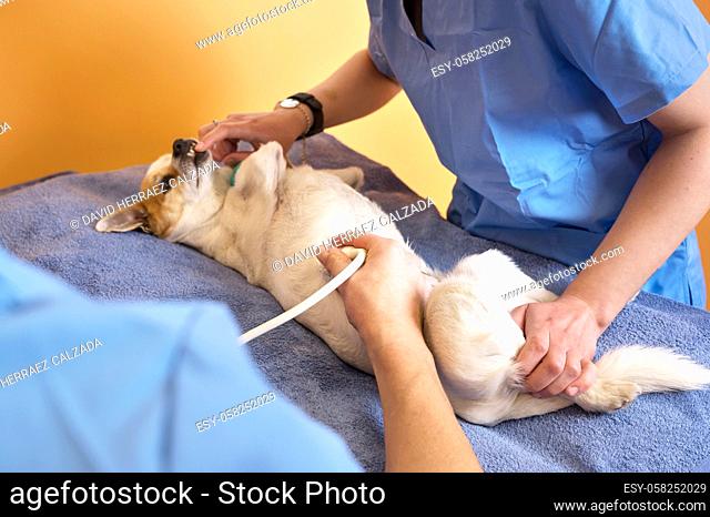 Veterinary teamwork makes an ultrasound examination of a dog. Dog on ultrasound diagnosis in a veterinary clinic. Medical ultrasound