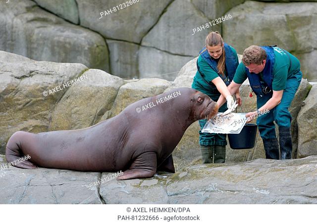 Animal attendants Dirk Stutzki and Christin Zimmer feed the one-year-old walrus girl, 'Loki', with her birthday cake in the animal park in Hagenbeck near...