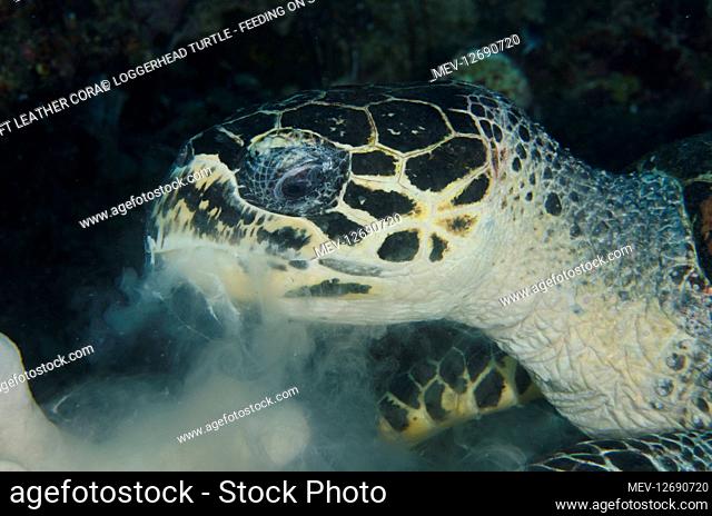 Loggerhead Turtle - feeding on soft Leather Coral (Lobophytum sp.) - Yilliet Kecil dive site, Yilliet Island, Misool, Raja Ampat, West Papua, Indonesia