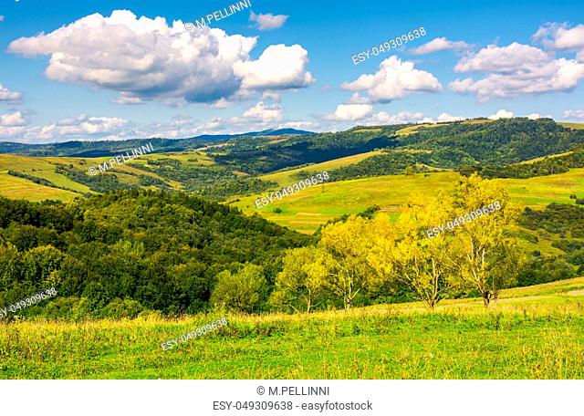 row trees a hillside in autumn. lovely countryside scenery in mountains under the blue sky with fluffy clouds