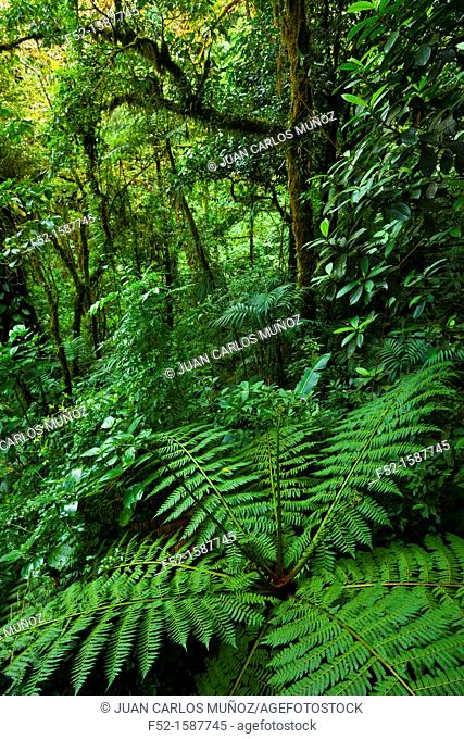 Arborescent fern, Santa Elena Cloud Forest Nature Reserve, Costa Rica, Central America, America