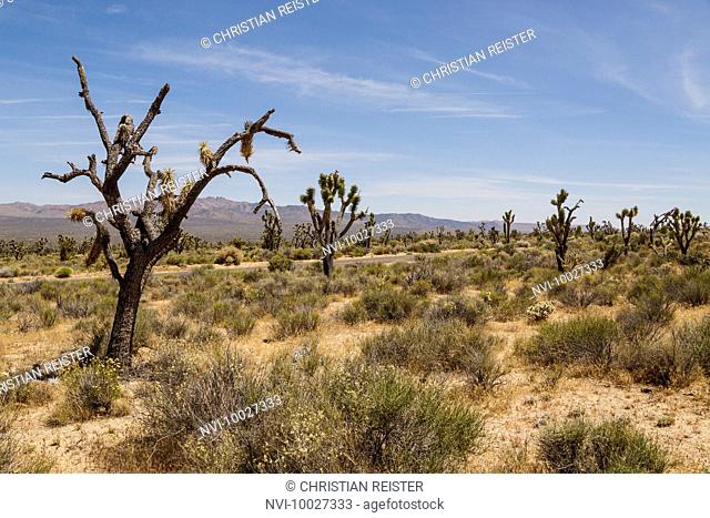 Joshua Trees in the Mojave Desert, Mojave National Preserve, San Bernardino County, California, USA