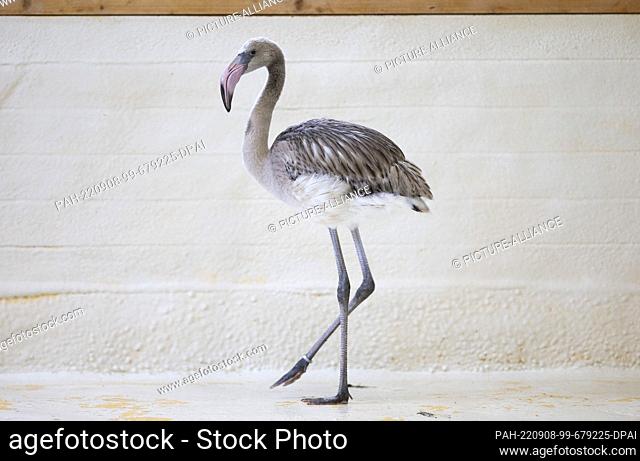 08 September 2022, North Rhine-Westphalia, Cologne: A Cuban flamingo cub stands in an enclosure at Cologne Zoo. A few weeks ago