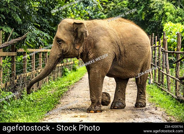 Big elephant in the Elephant Nature Park; a sanctuary and rescue centre for elephants in Mae Taeng District, Chiang Mai Province, Northern Thailand