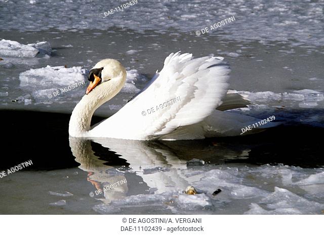 Mute swan or White swan (Cygnus olor), Anatidae, Serino Lake, Lombardy, Italy