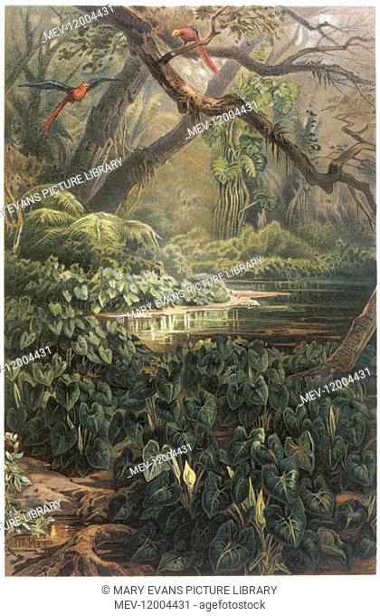 xanthosoma and other exotic flora, and birds in the Brazilian jungle