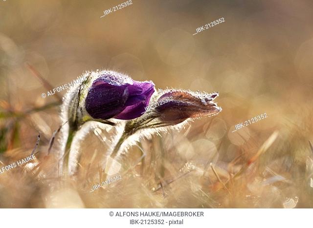 Pasque Flower or Dane's Blood (Pulsatilla vulgaris), Ingolstadt, Bavaria, Germany, Europe