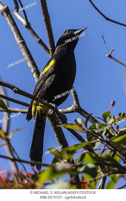 An adult black-cowled oriole, Icterus dominicensis, Zapata National Park Cuba