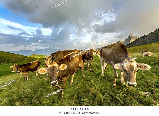 The rainbow frames a herd of cows grazing in the green pastures of Campagneda Alp Valmalenco Valtellina Lombardy Italy Europe
