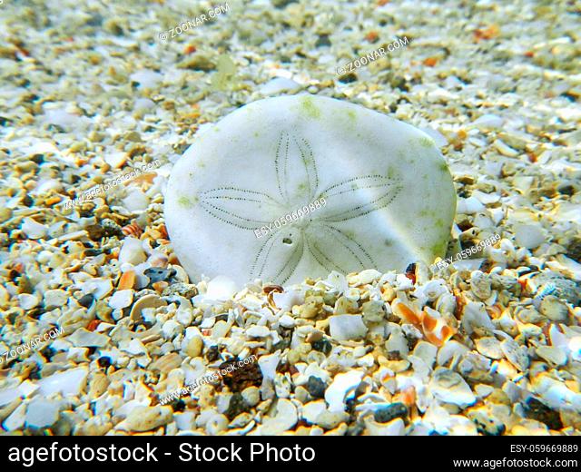 White sand dollar in clear water