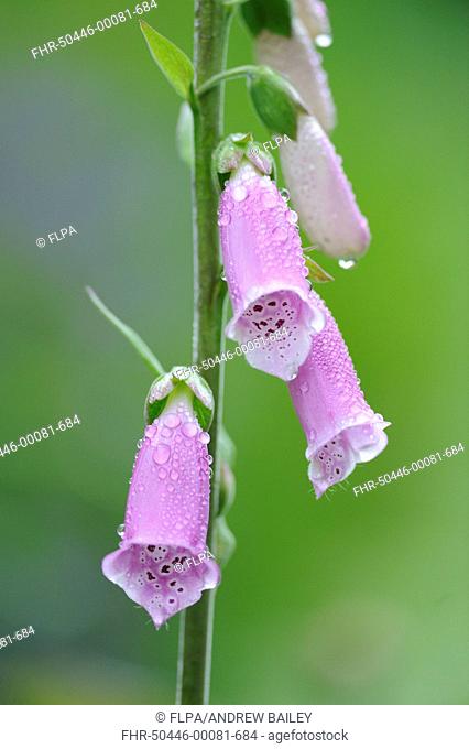 Common Foxglove (Digitalis purpurea) close-up of flowers, covered in morning dew, Bentley, Suffolk, England, May