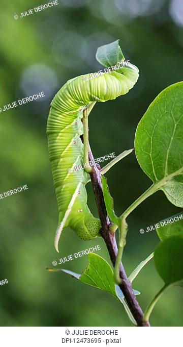 Tobacco Hornworm caterpillar (Manduca sexta) climbing a plant stem; Ontario, Canada
