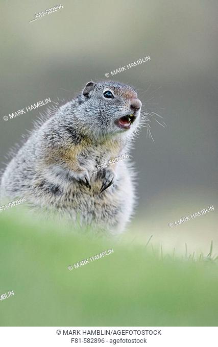 Uinta Ground Squirrel  (Spermophillus armatus) adult calling alarm. Yellowstone National Park, Wyoming, USA. June 2005