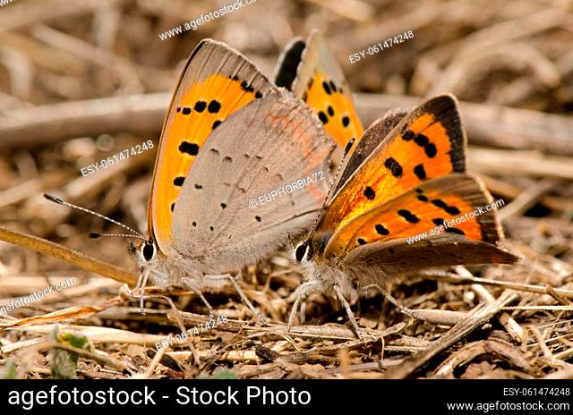 Butterflies small copper Lycaena phlaeas copulating and another male next to them. La Siberia. San Mateo. Gran Canaria. Canary Islands. Spain