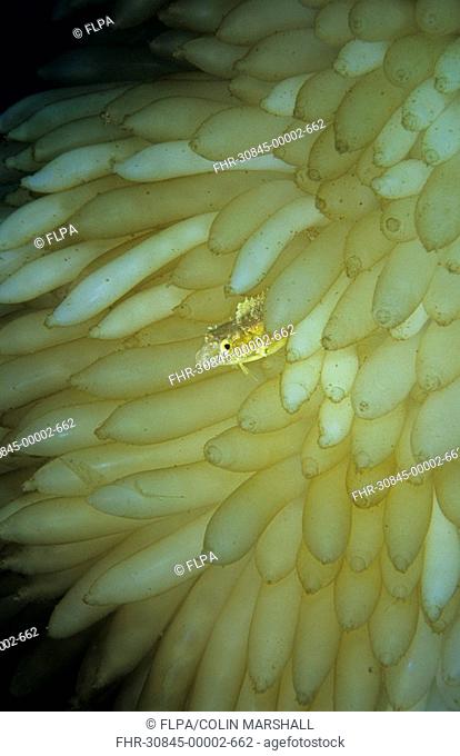 Variable Fangblenny Petroscirtes variabilis Hiding in Squid eggs - Air Prang, Lembeh Straits, Sulawesi, Indonesia