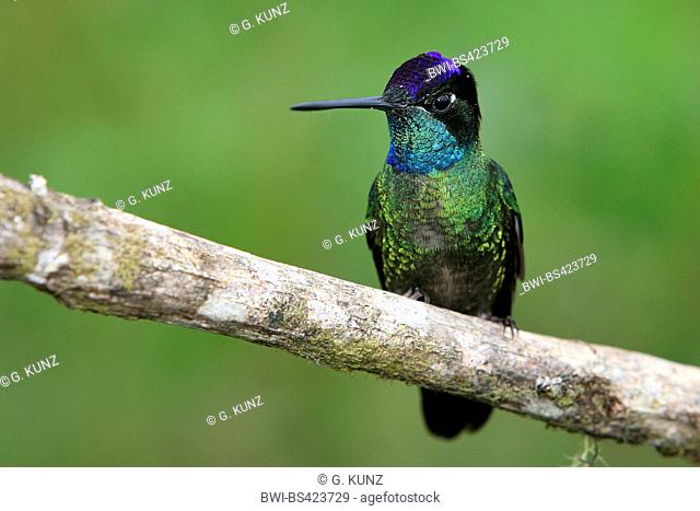 rivoli's hummingbird (Eugenes fulgens), male sits on a branch, Costa Rica