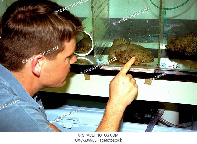 02/27/1998 --- Bill Kroeger, an aquatic technician for the Bionetics Corporation, examines an oyster toadfish Opsanus tau