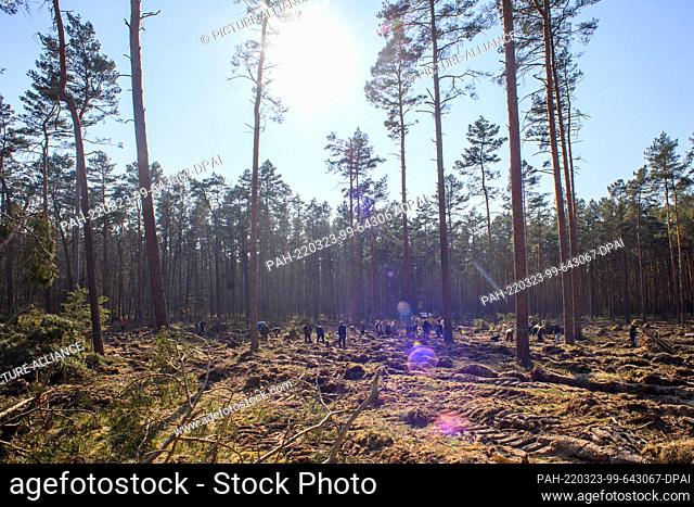 23 March 2022, Saxony-Anhalt, Satuelle: Participants in a planting campaign plant copper beeches on a damaged area. A ""community forest"" is to be created...