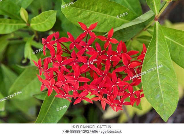 Flame of the woods, jungle geranium, jungle flame, Ixora coccinea, flower red ornamental plant, Bangkok, Thailand, January
