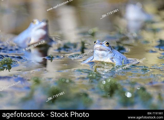 Moor frog (Rana arvalis), male courtship display in group, Lower Saxony, Germany, Europe