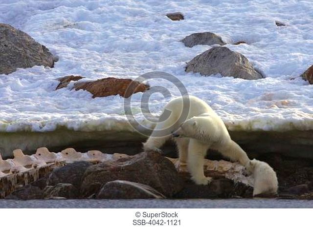 Female Polar bear Ursus maritimus feeding on a whale carcass with its cub, Spitsbergen, Svalbard Islands, Norway