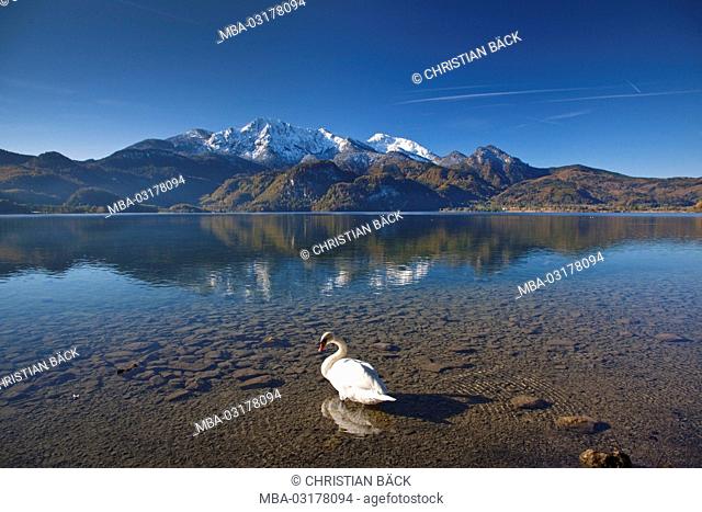 Swan at the lake Kochelsee, Kochel am See, Upper Bavaria, Bavaria, Germany
