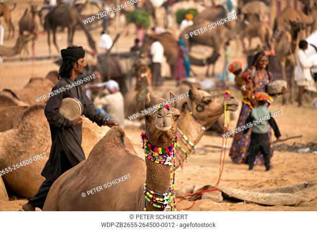 Kamelmarkt und Viehmarkt Pushkar Mela in Pushkar, Rajasthan, Indien, Asien | camel and livestock fair Pushkar Fair or Pushkar Mela, Pushkar, Rajasthan, India
