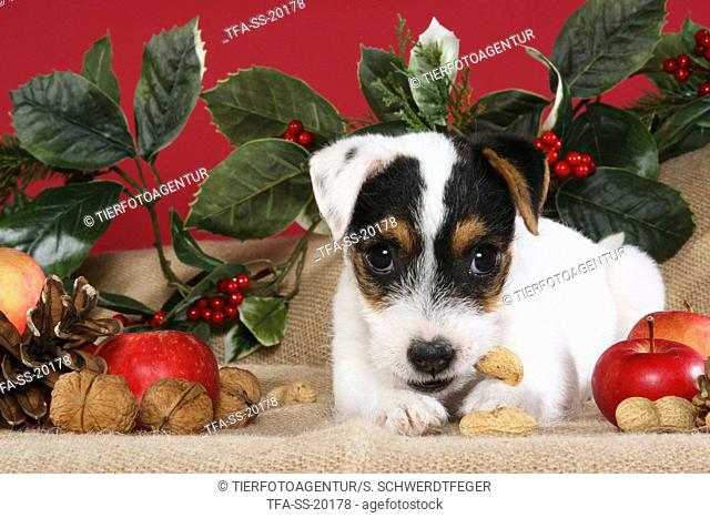 Parson Russell Terrier puppy at christmas