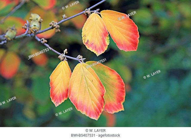 Witch hazel (Hamamelis intermedia, Hamamelis x intermedia), autumn leaves on a twig