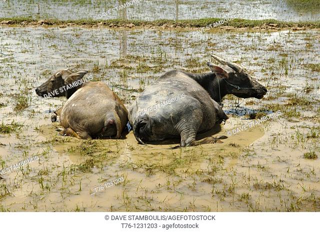 water buffaloes in the mud on Don Khone Island in Laos