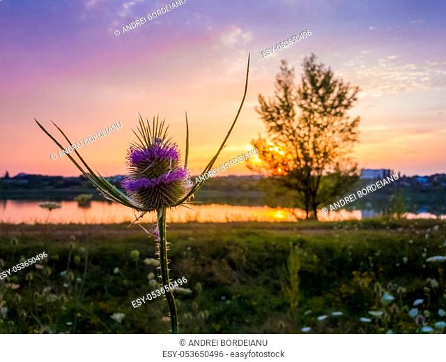Wild teasel (Dipsacus fullonum) flowering on a summer meadow over sunset sky background. Purple seeds bloom on thorn flowerhead