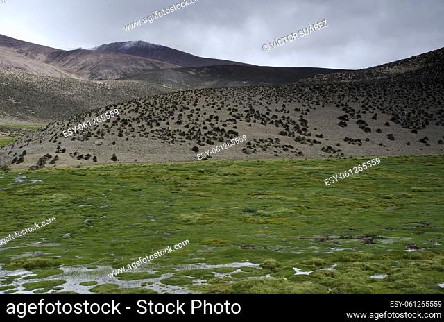 Lauca National Park. Arica y Parinacota Region. Chile