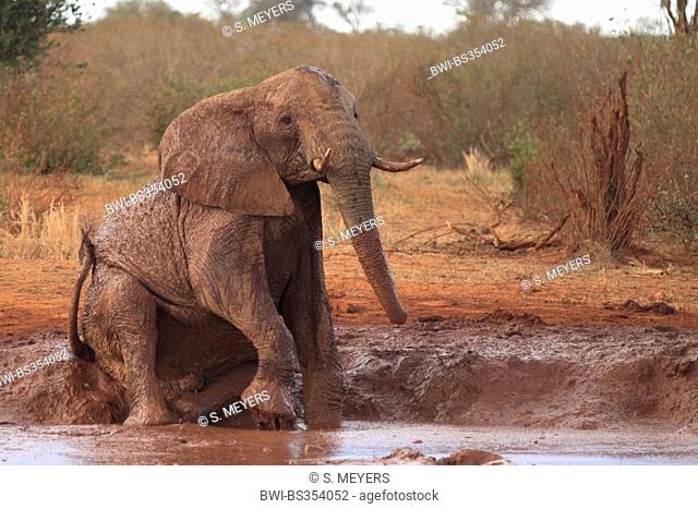 African elephant (Loxodonta africana), taking a mud bath, Kenya, Tsavo East National Park
