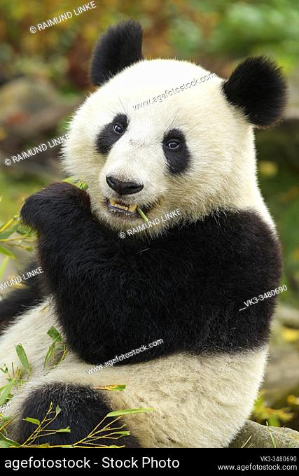 Giant Panda, ailuropoda melanoleuca