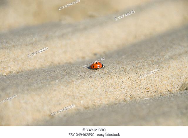 Macro shot of ladybug crawling over tiny sand dunes