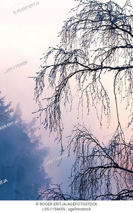 Foggy views of the surroundings of the river in Kuhmo, Finland, at sunset in winter, all nearby vegetation covered by condensed ice due to extremely low...