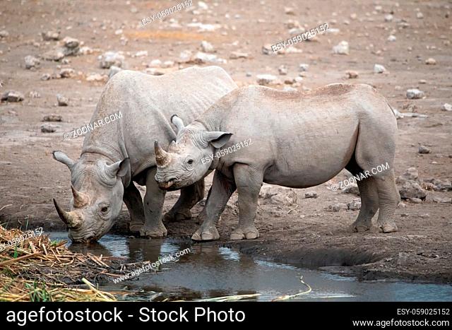 Rhino at Etosha National Park, Namibia