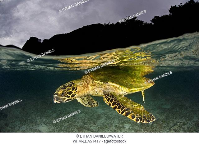Hawksbill Turtle under Water Surface, Eretmochelys imbricata, Raja Ampat, West Papua, Indonesia