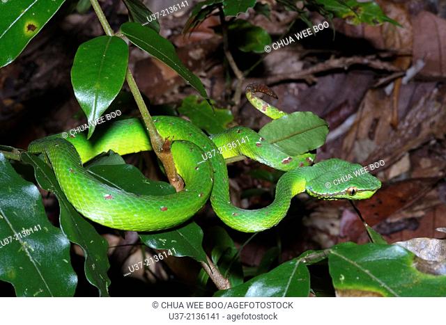 Green viper. Image taken at Kubah National Park, Matang, Sarawak, Malaysia