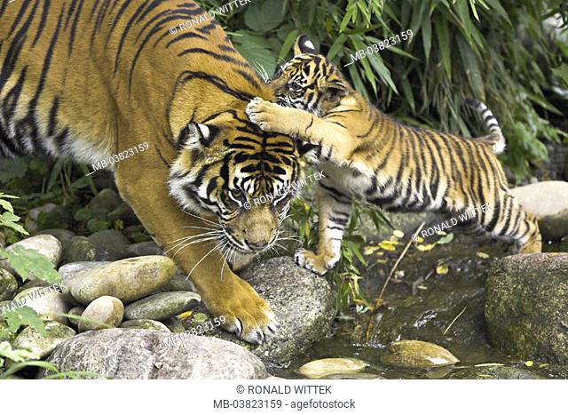 Zoo, Sumatra tigers, Panthera Tigris  sumatrae, dam, young, playing,   Series, wildlife, zoo, enclosures, forest, brook, animals, wild animals, mammals