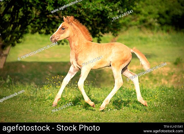 trotting Arabo-Haflinger foal