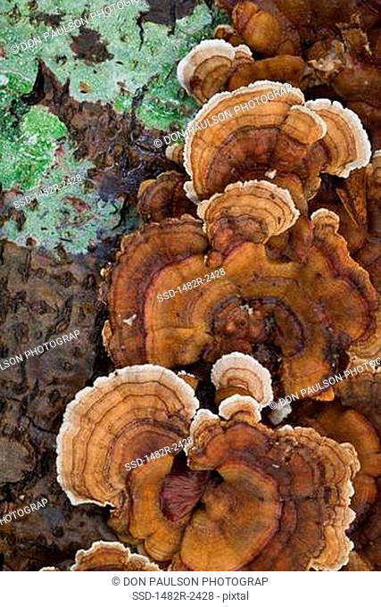 Polyporus Versicolor fungus on Alder tree, Hansville, Kitsap County, Washington State, USA