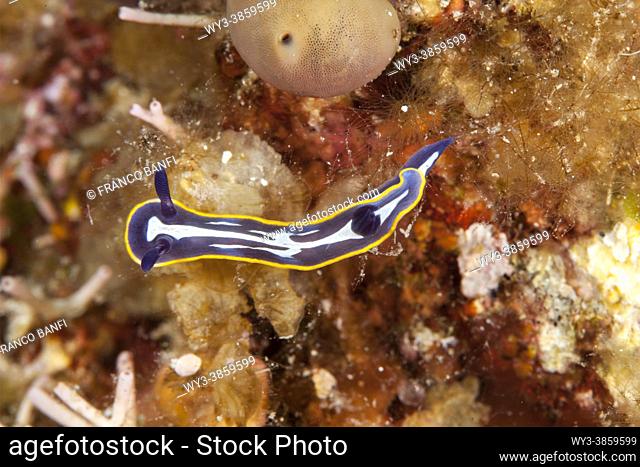 Nudibranch (Felimare tricolor) is a colourful species sea slug, Ponza island, Italy, Tyrrhenian Sea, Mediterranean