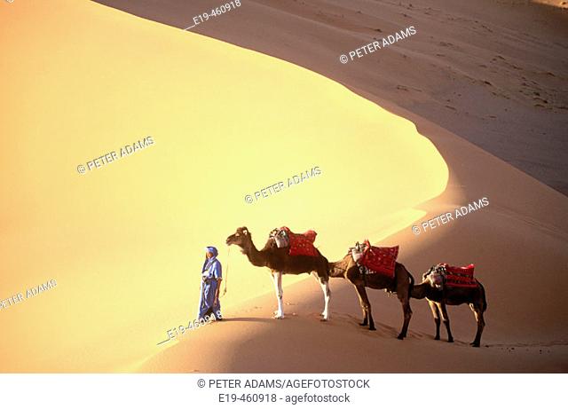 Camels in the Sahara. Morocco