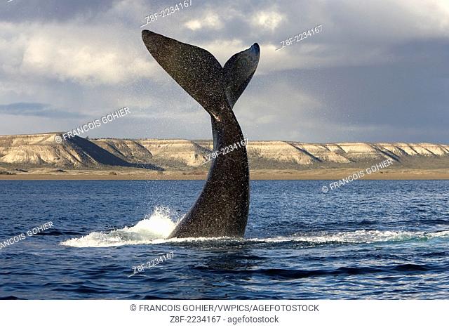 Southern Right Whale.Eubalaena australis.Valdes Peninsula, Province Chubut, Patagonia, Argentina