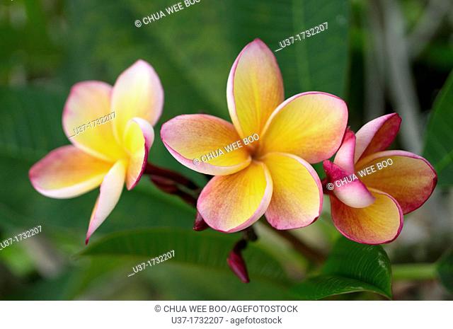 Frangipani. Image taken at Orchid Garden, Kuching, Sarawak, Malaysia