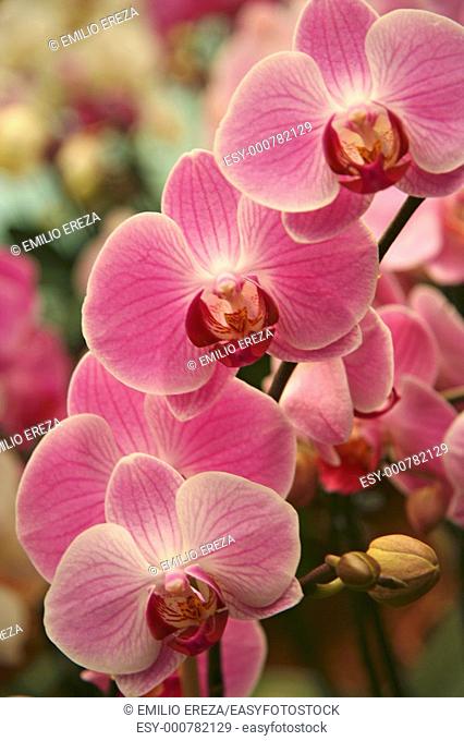 Orchid  Phalaenopsis hybr
