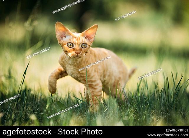 Curious Funny Young Red Ginger Devon Rex Kitten In Green Grass. Short-haired Cat Of English Breed